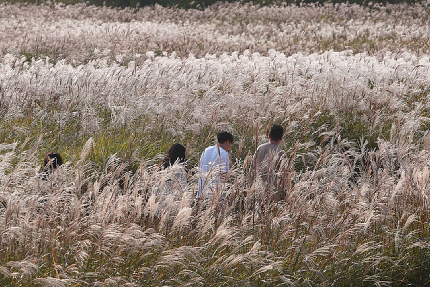 วิวเมือง ฮานึลปาร์ค(하늘공원)