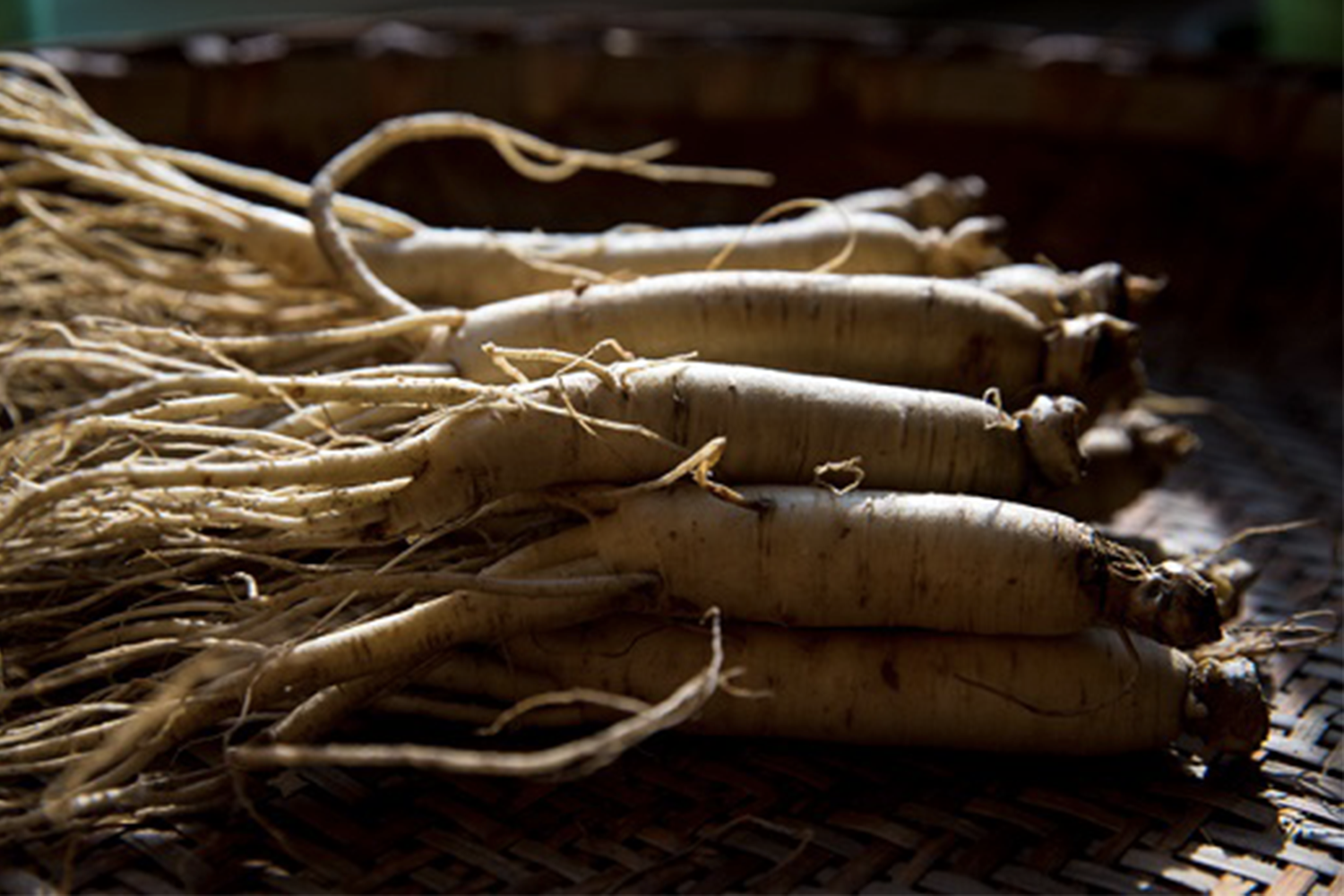 多根新鮮的紅參排列在一起，揭示韓國人從小補充紅參以增強免疫力的傳統。