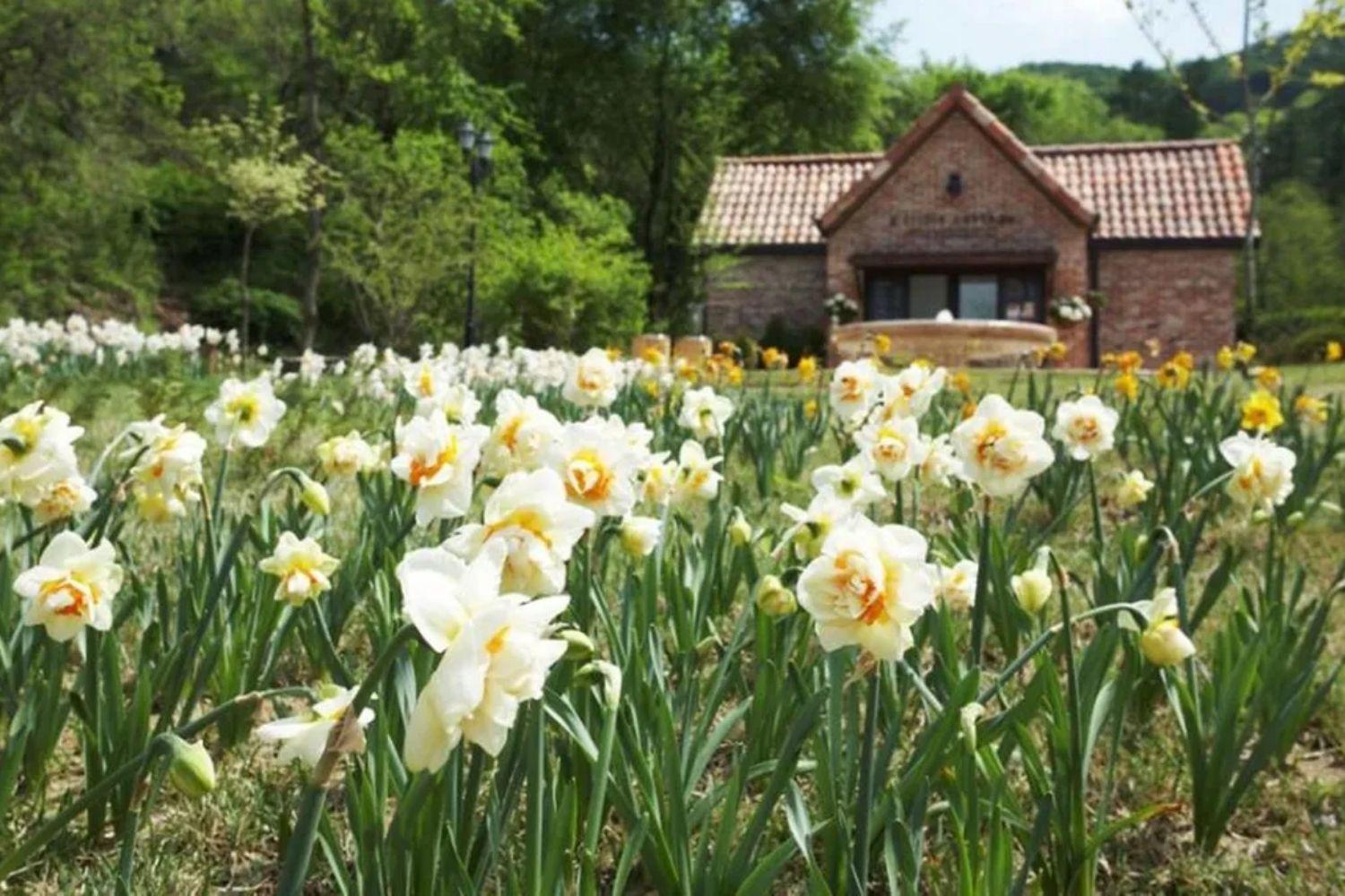 Vườn ươm Jade Gadern Chuncheon