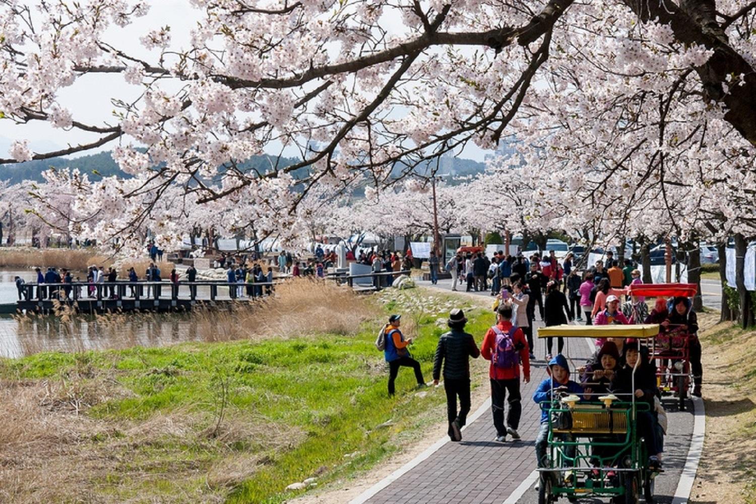 韓国文化、韓国旅行、韓国花見、韓国桜、韓国お花見、韓国地方旅行、桜エンディング