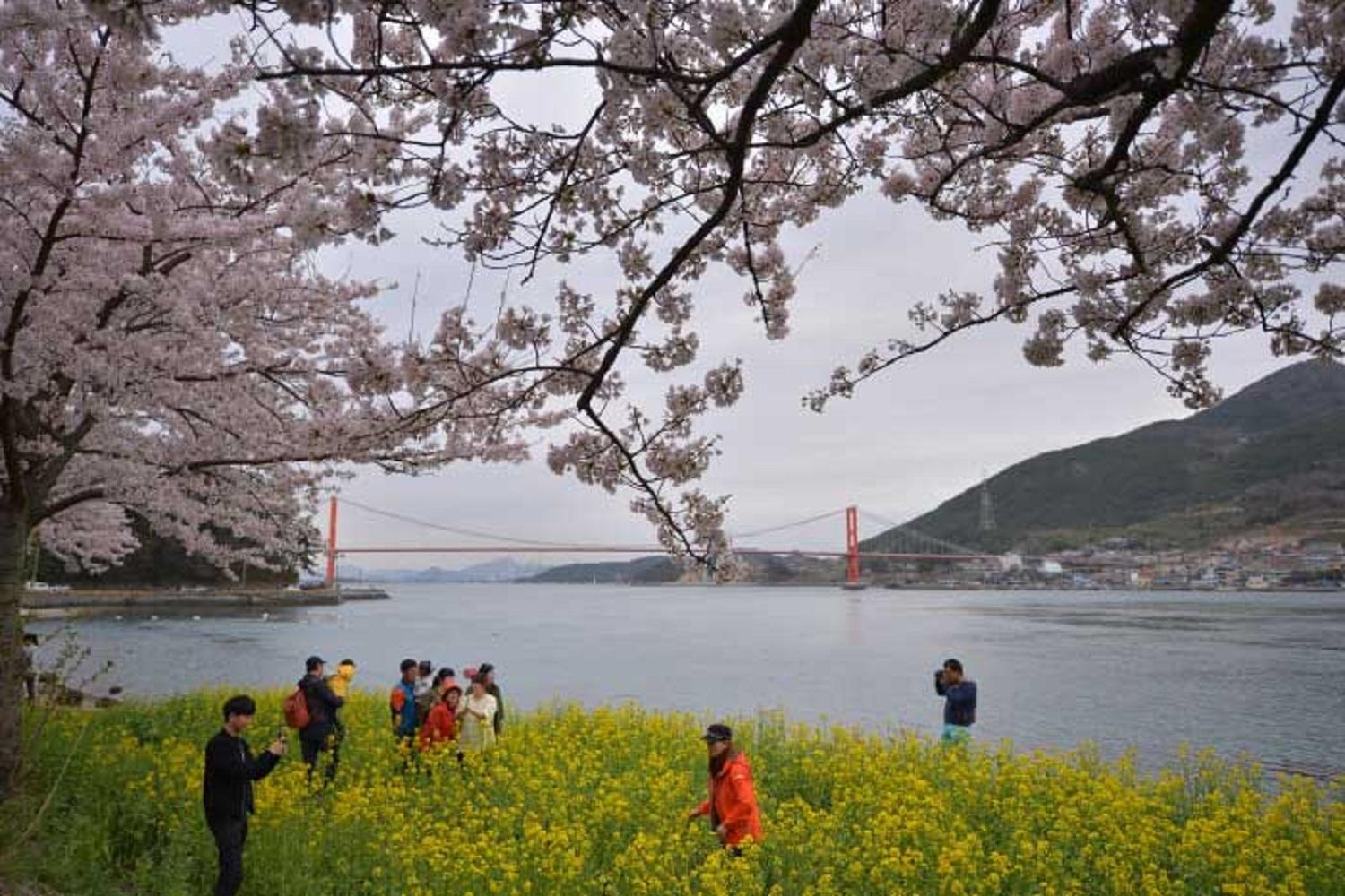 韓国文化、韓国旅行、韓国花見、韓国桜、韓国お花見、韓国地方旅行、桜エンディング