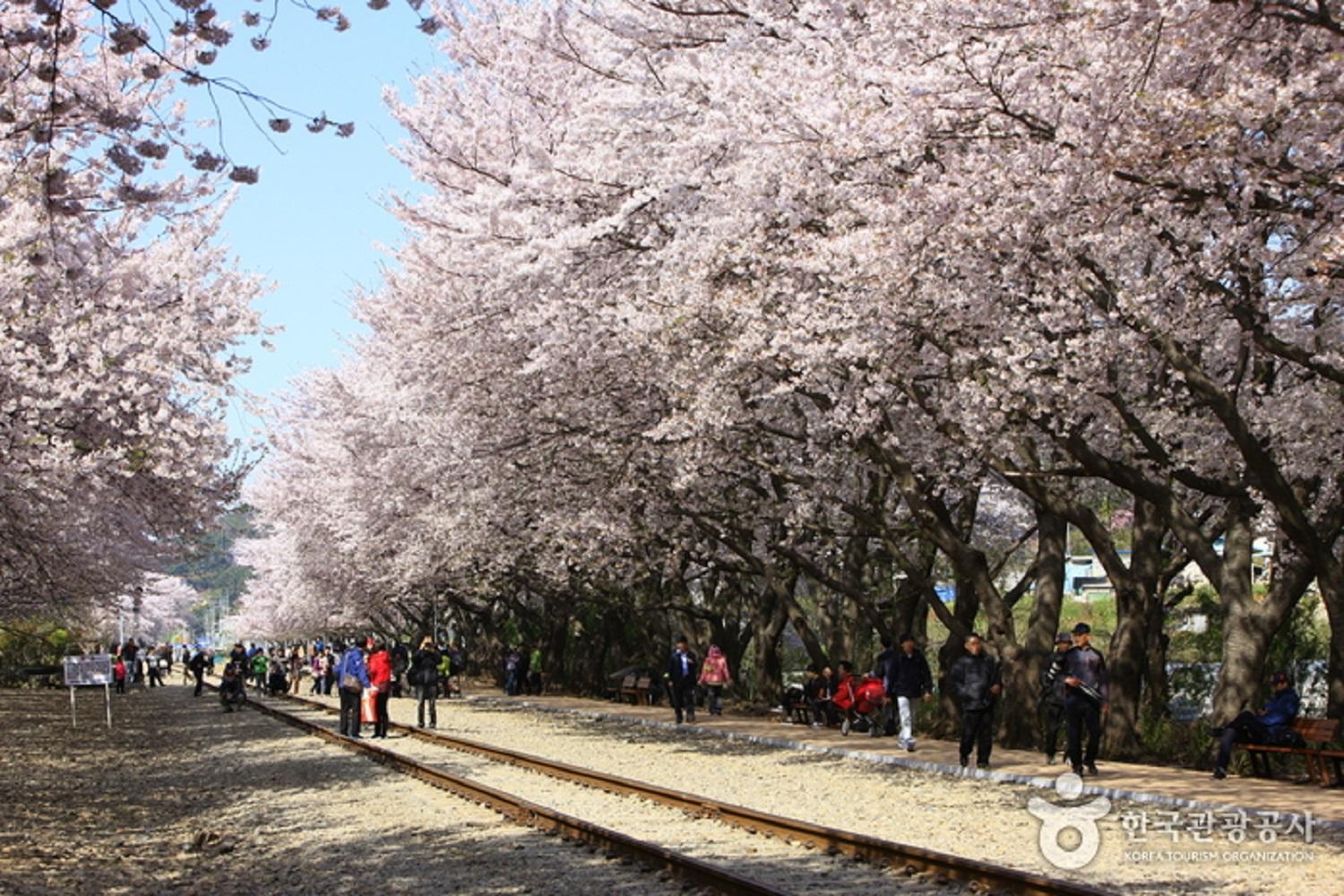 韓国文化、韓国旅行、韓国花見、韓国桜、韓国お花見、韓国地方旅行、桜エンディング