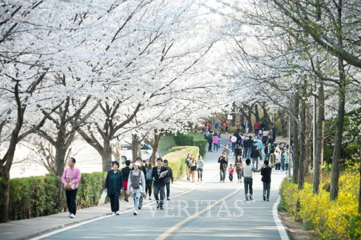 韓国文化、韓国旅行、韓国花見、韓国桜、韓国お花見、韓国地方旅行、桜エンディング
