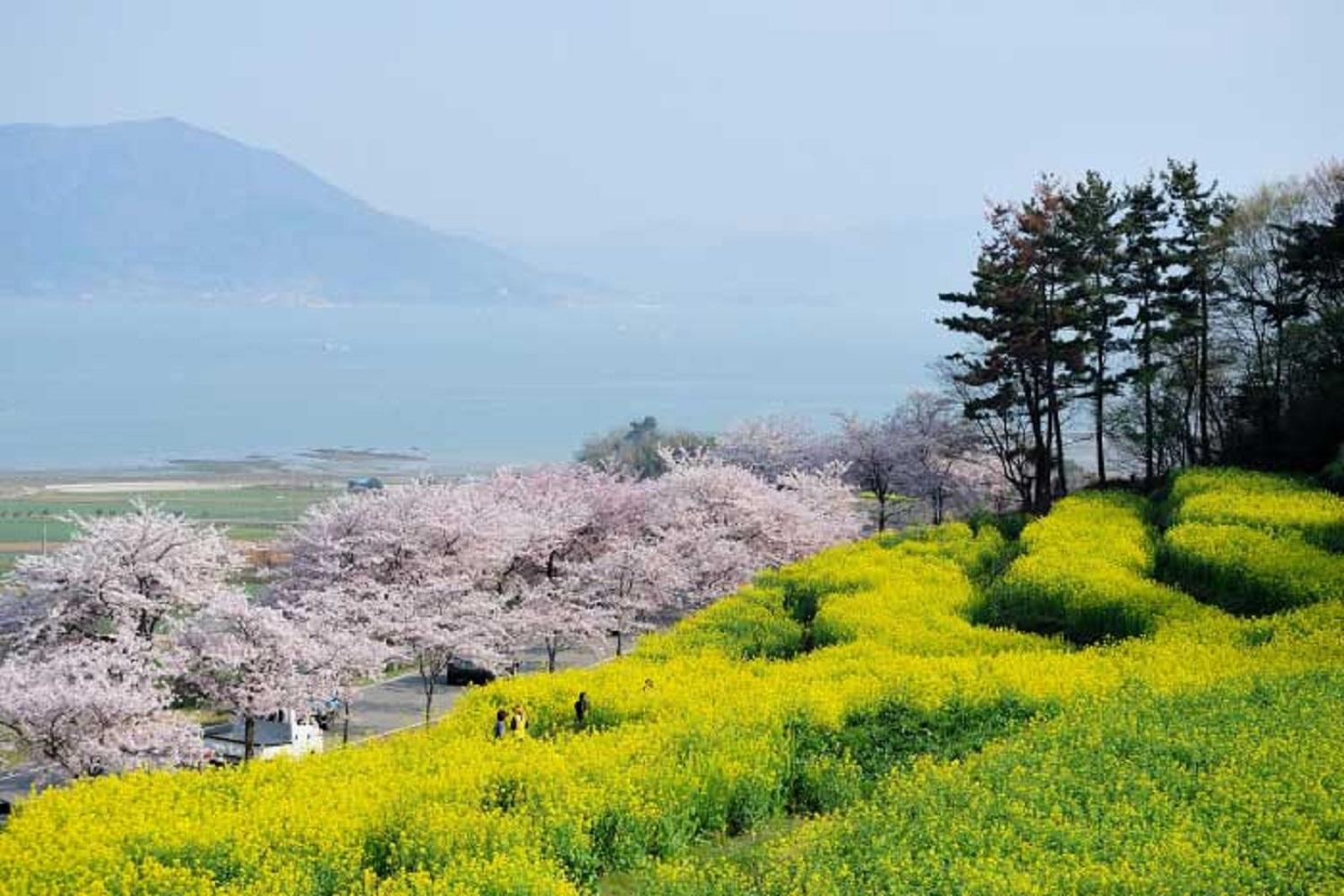 韓国文化、韓国旅行、韓国花見、韓国桜、韓国お花見、韓国地方旅行、桜エンディング
