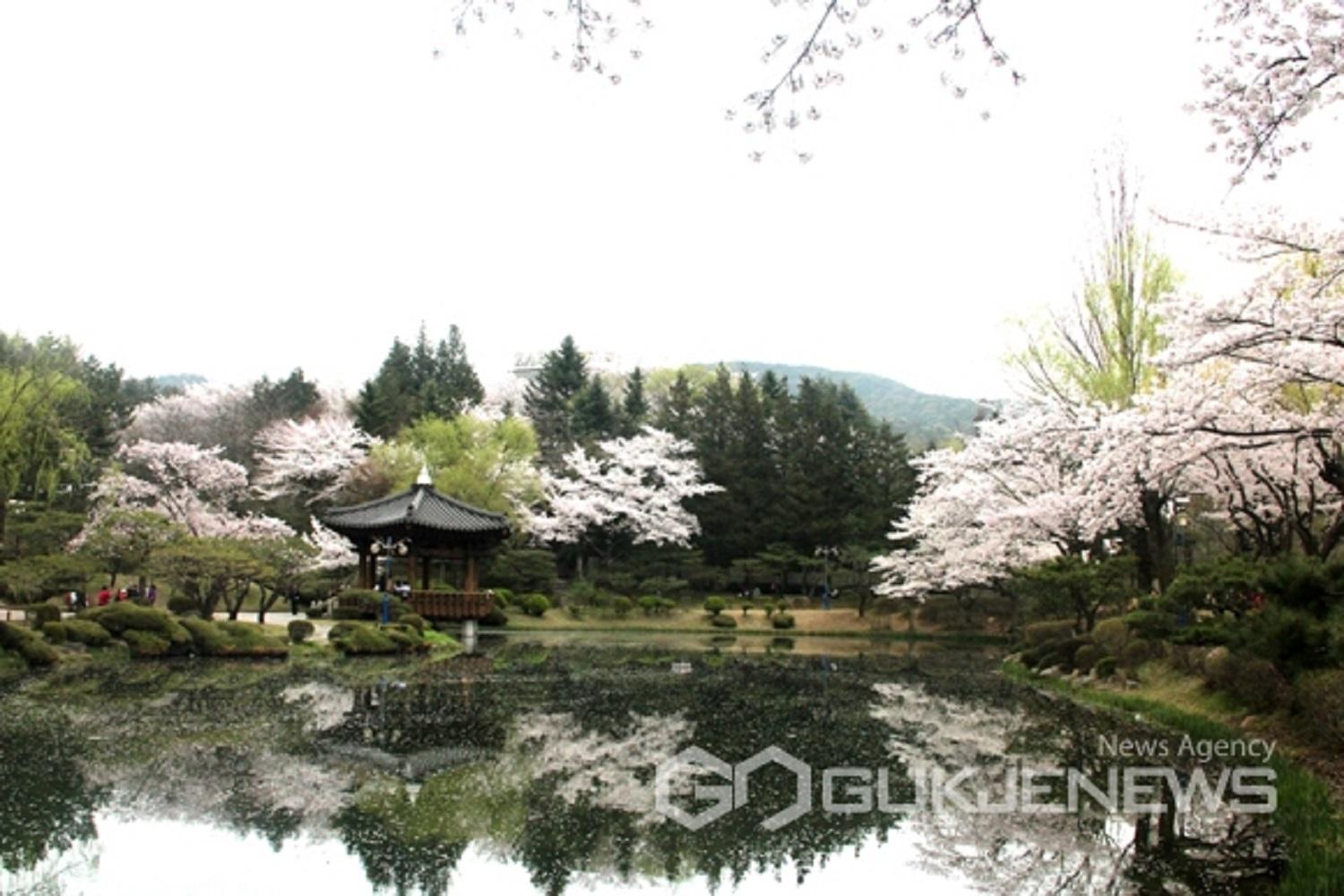 韓国文化、韓国旅行、韓国花見、韓国桜、韓国お花見、韓国地方旅行、桜エンディング