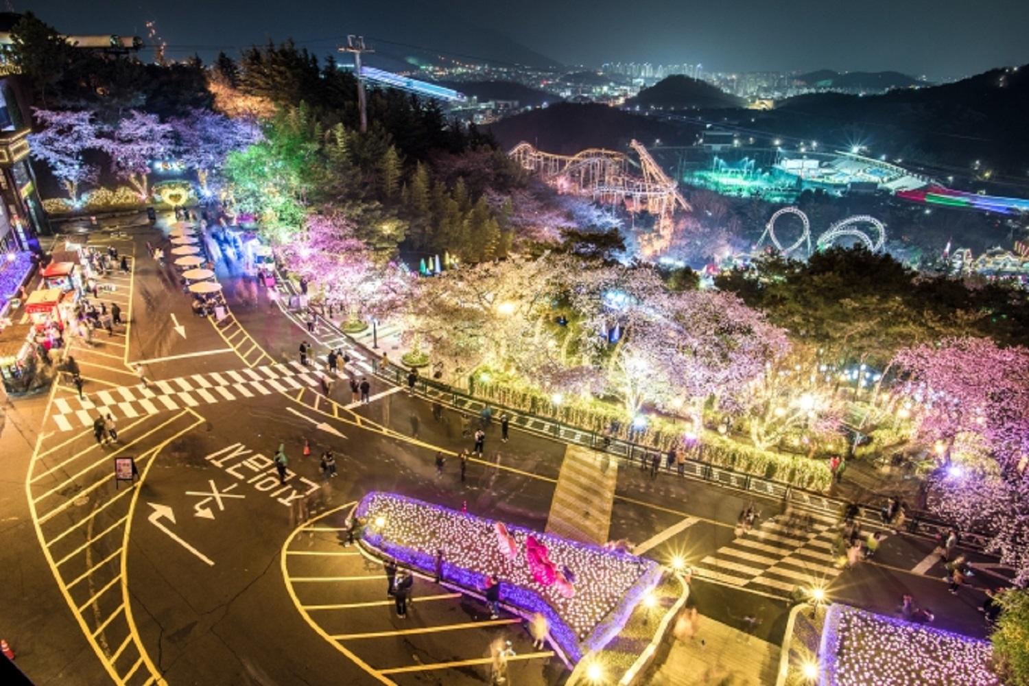 韓国文化、韓国旅行、韓国花見、韓国桜、韓国お花見、韓国地方旅行、桜エンディング