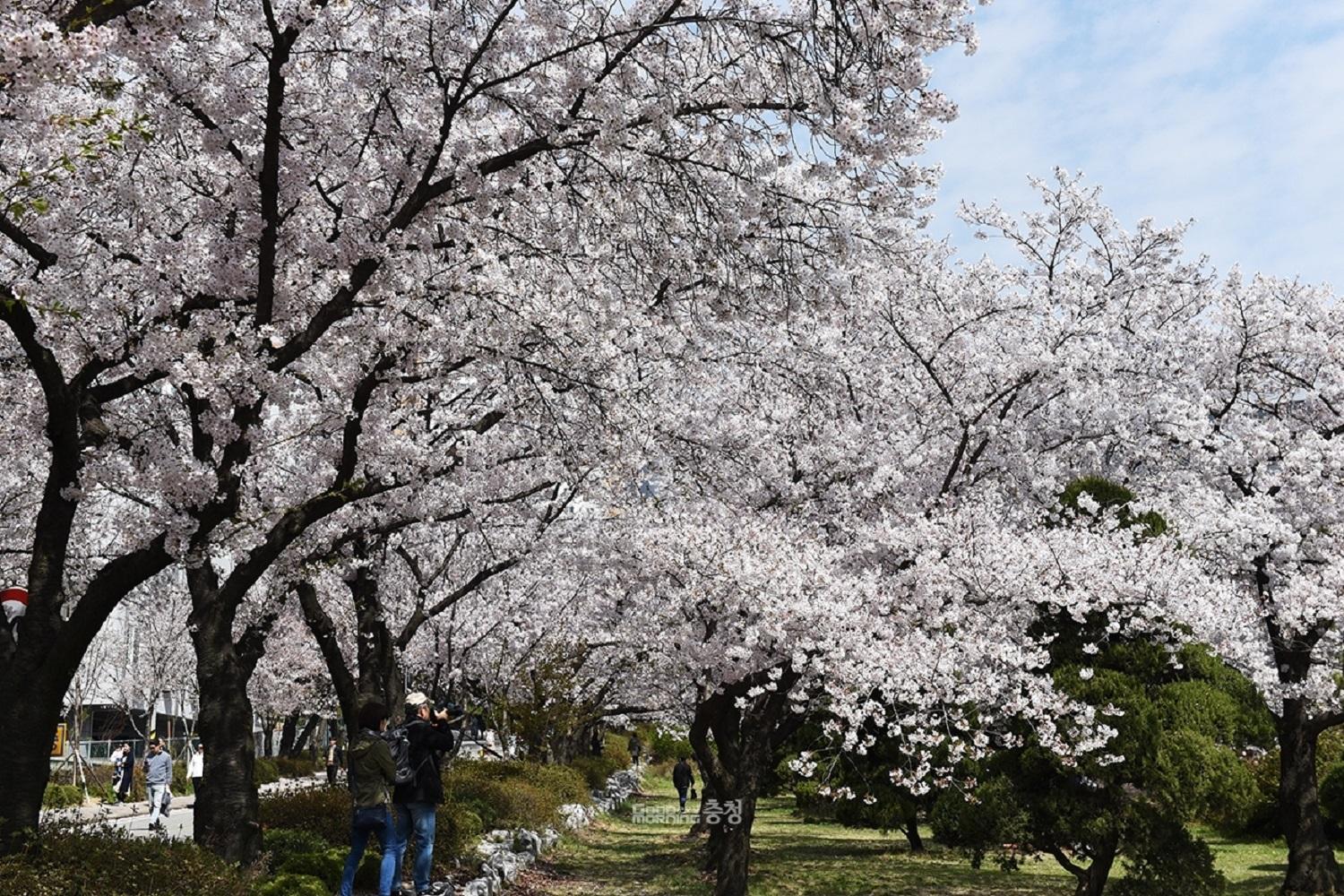 韓国文化、韓国旅行、韓国花見、韓国桜、韓国お花見、韓国地方旅行、桜エンディング