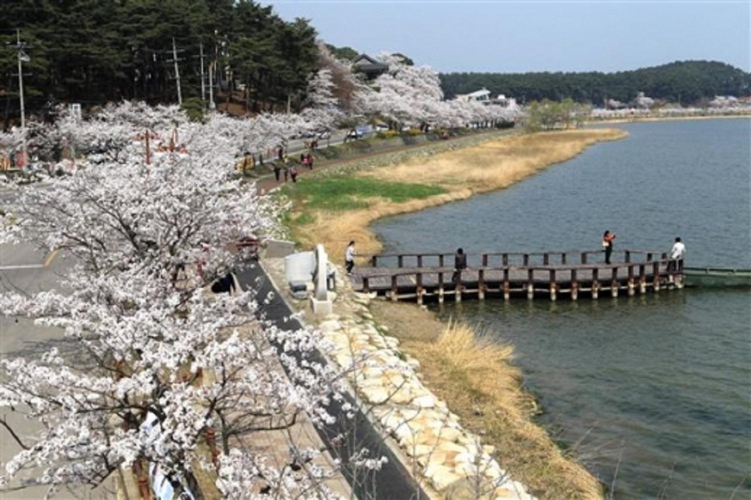 韓国文化、韓国旅行、韓国花見、韓国桜、韓国お花見、韓国地方旅行、桜エンディング