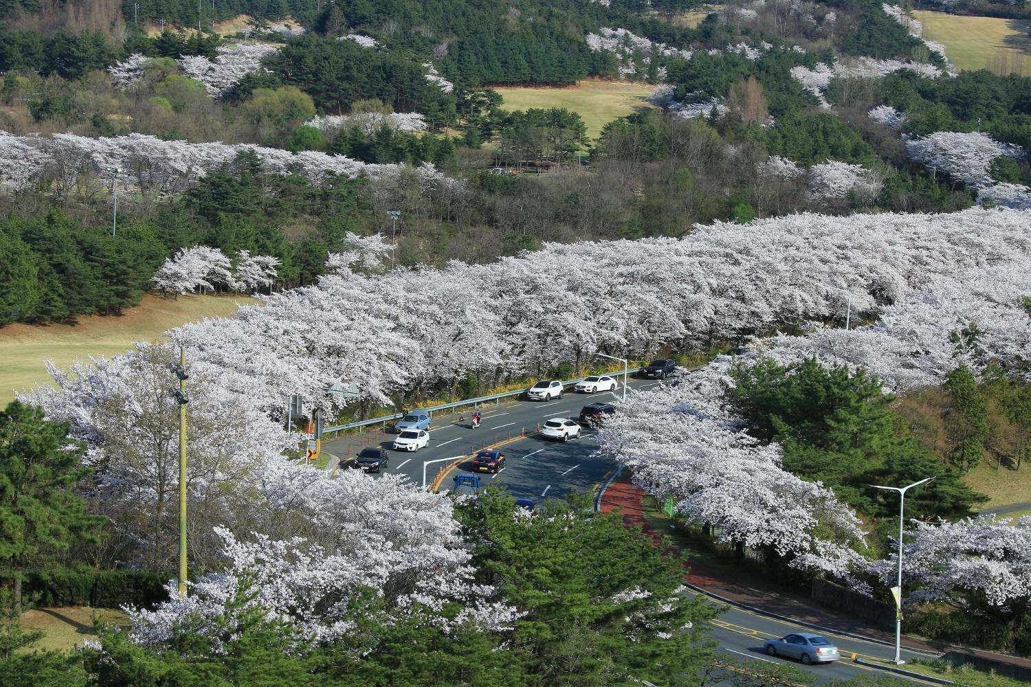 韓国文化、韓国旅行、韓国花見、韓国桜、韓国お花見、韓国地方旅行、桜エンディング