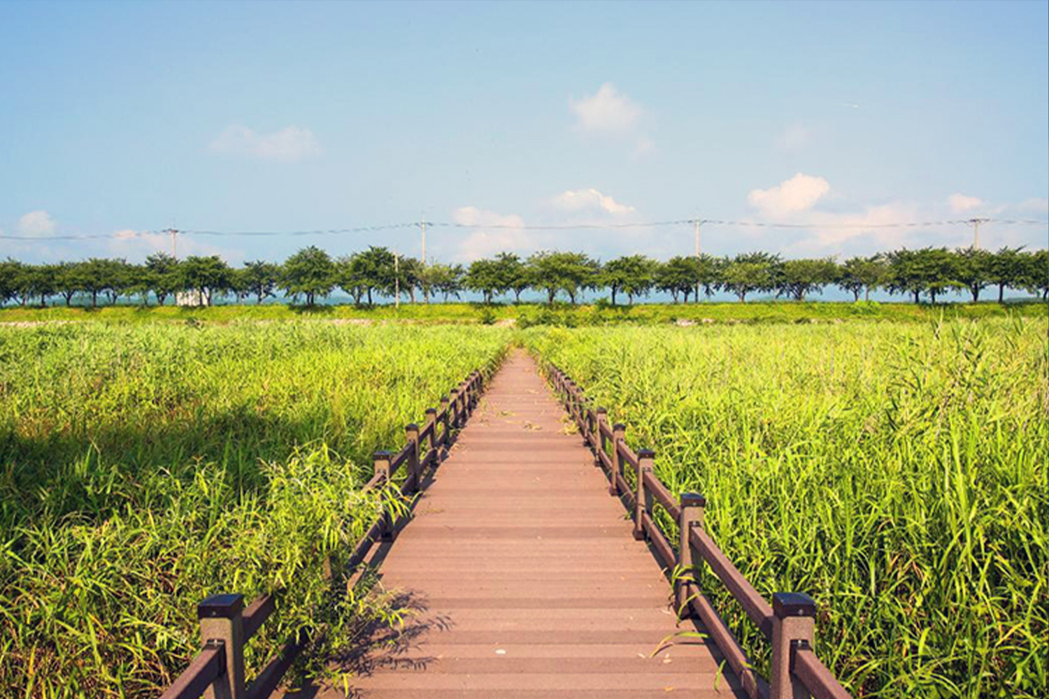 Công viên sinh thái Namdae, nổi tiếng với con đường đi bộ và cảnh quan lau sậy tại Yangyang.