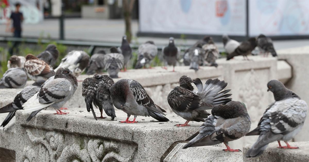 韩国的鸽子问题