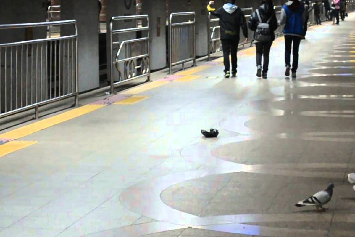 地鐵站的月臺上，鴿子在行走，突顯出城市中鳥類與人類共存的問題。
