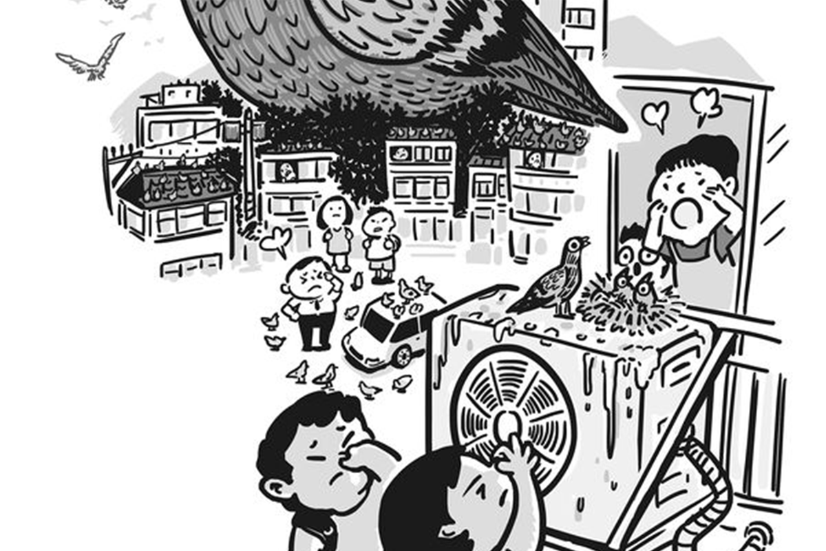 漫畫插圖顯示鴿子在高樓和冷氣機上築巢，導致環境汙染，居民對此感到困擾。