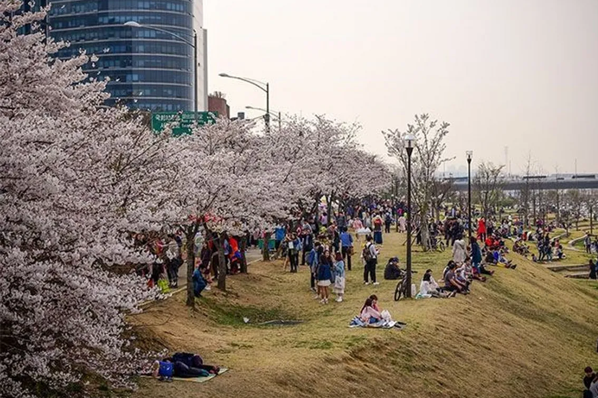 汝矣島櫻花長廊擠滿欣賞櫻花嘅民眾,春季樹上滿開櫻花同背景摩天大樓相映成趣。