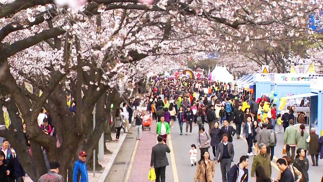 今年も汝矣島の桜花見は統制…抽選の当選者のみ見ることができる