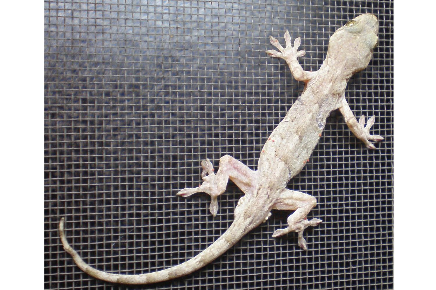 สายพันธุ์