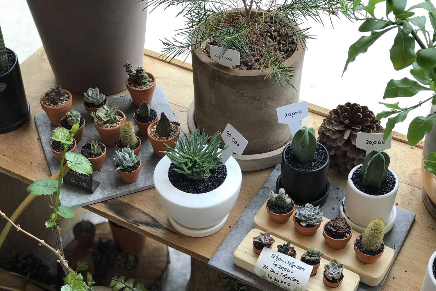 お花屋さん フラワーカフェ ソウル 鐘閣 忠武路 花 カフェ 韓国カフェ 韓国 韓国情報 韓国旅行 旅行 フラワーショップ、花屋さん、梨泰院、イテウォン駅、ノクサピョン駅、フラワー、韓国お花屋さん、プレゼント、韓国旅行、卒業式、インテリア、シンチョン、新村駅、ホンデ、ホンデ入口駅