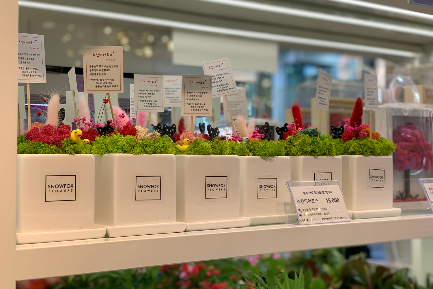 flowers in pots with notes at snowfox