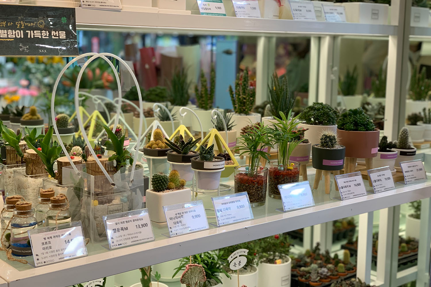 お花屋さん フラワーカフェ ソウル 鐘閣 忠武路 花 カフェ 韓国カフェ 韓国 韓国情報 韓国旅行 旅行 フラワーショップ、花屋さん、梨泰院、イテウォン駅、ノクサピョン駅、フラワー、韓国お花屋さん、プレゼント、韓国旅行、卒業式、インテリア、シンチョン、新村駅、ホンデ、ホンデ入口駅