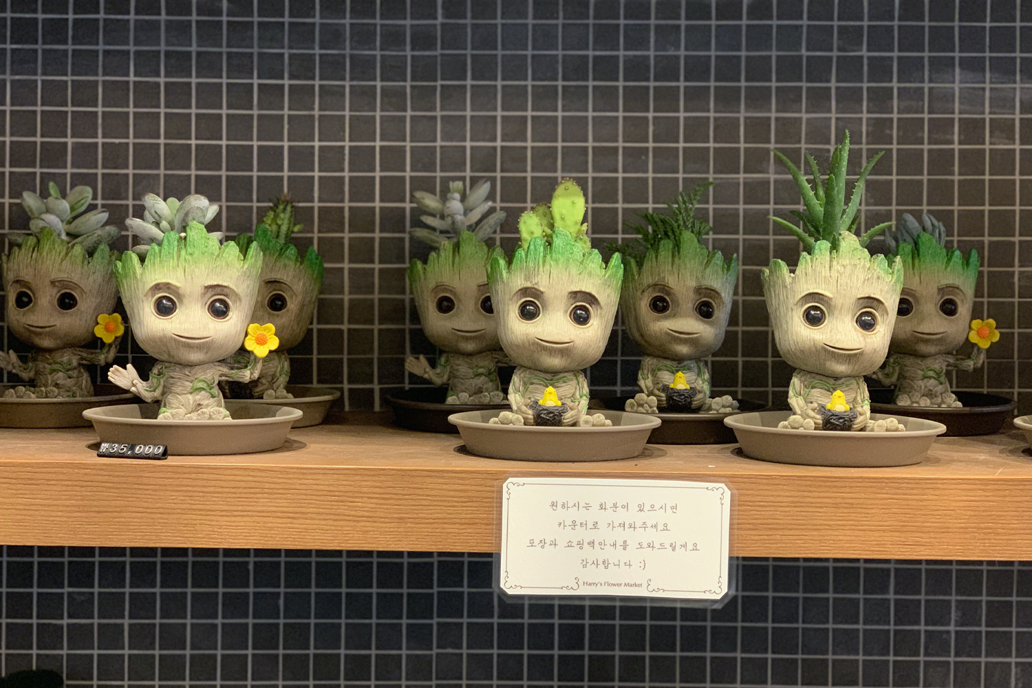 small groot plant on shelf in harrys flower market