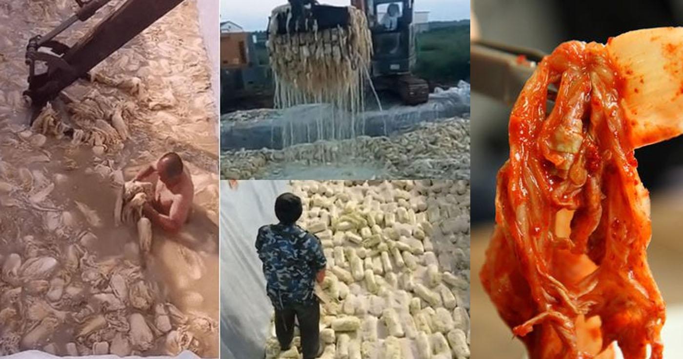 คลิปการผลิตกิมจิจากจีน สร้างเรื่องปวดหัวให้กับเจ้าของร้านอาหารในเกาหลี