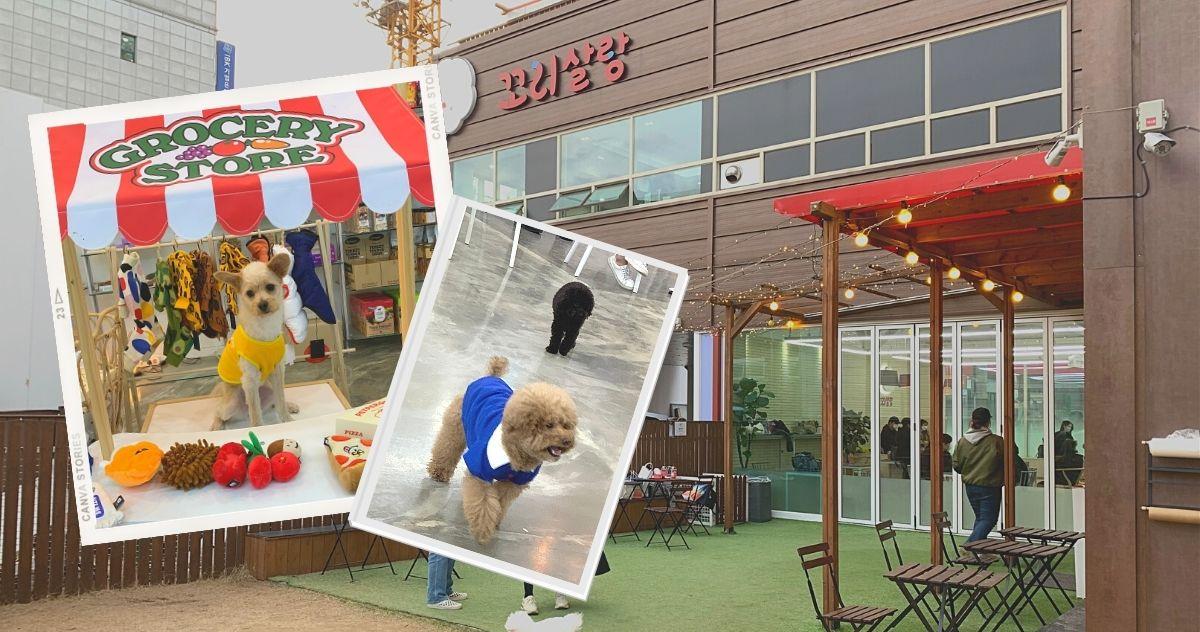 Corisalrang (꼬리살랑) | Quán cafe để cún cưng tha hồ gặp gỡ bạn bè ở Yongsan, Seoul