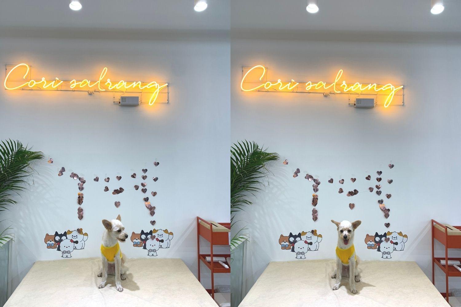 khu chụp ảnh cho cún ở Corisalrang