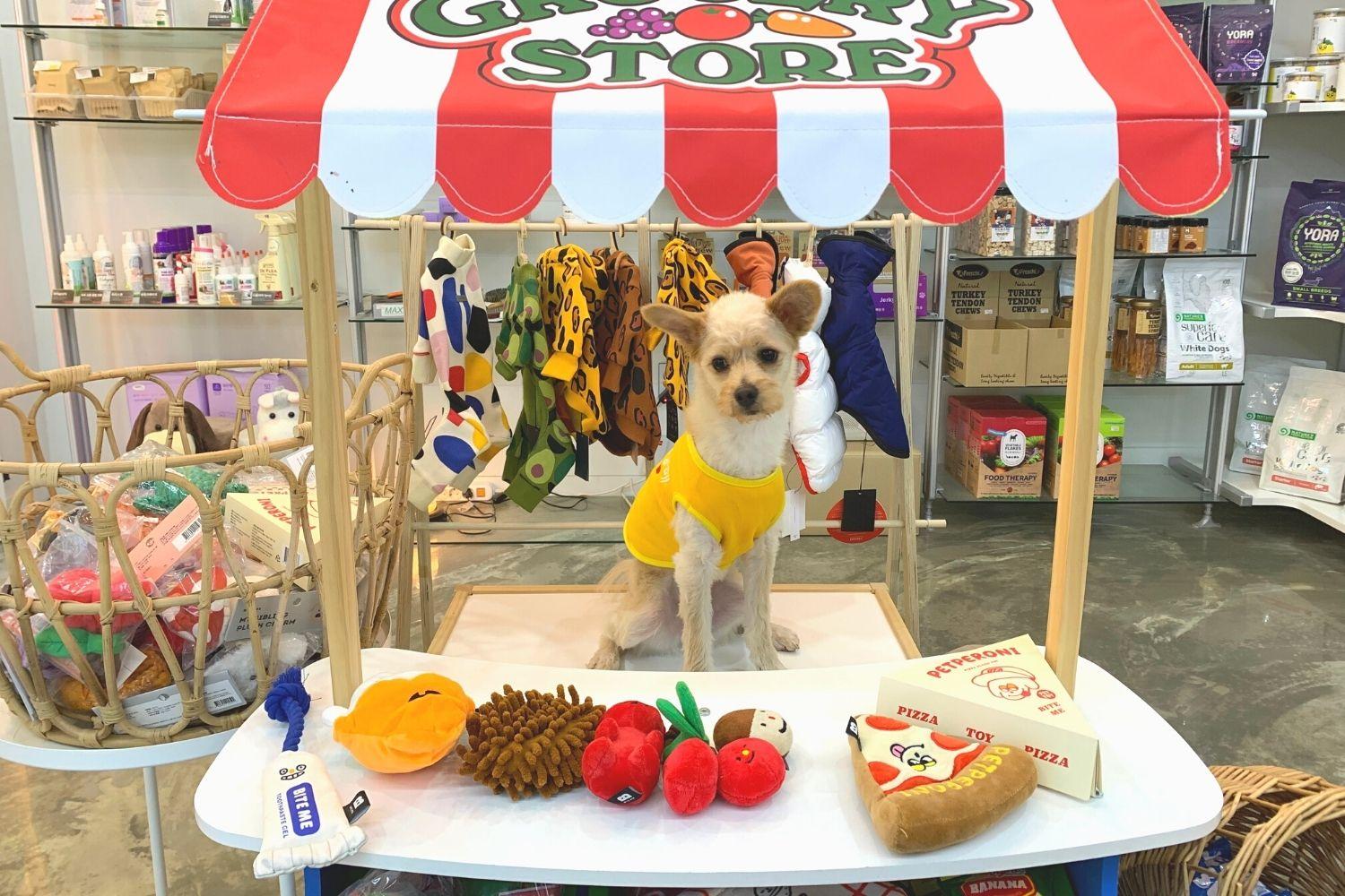 quầy chụp ảnh cho cún ở Corisalrang