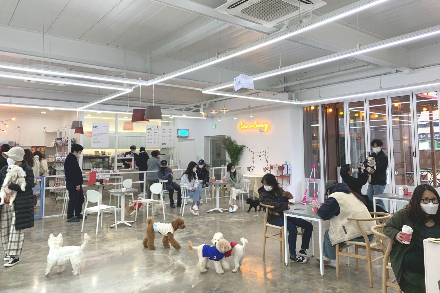 nội thất trong Corisalrang