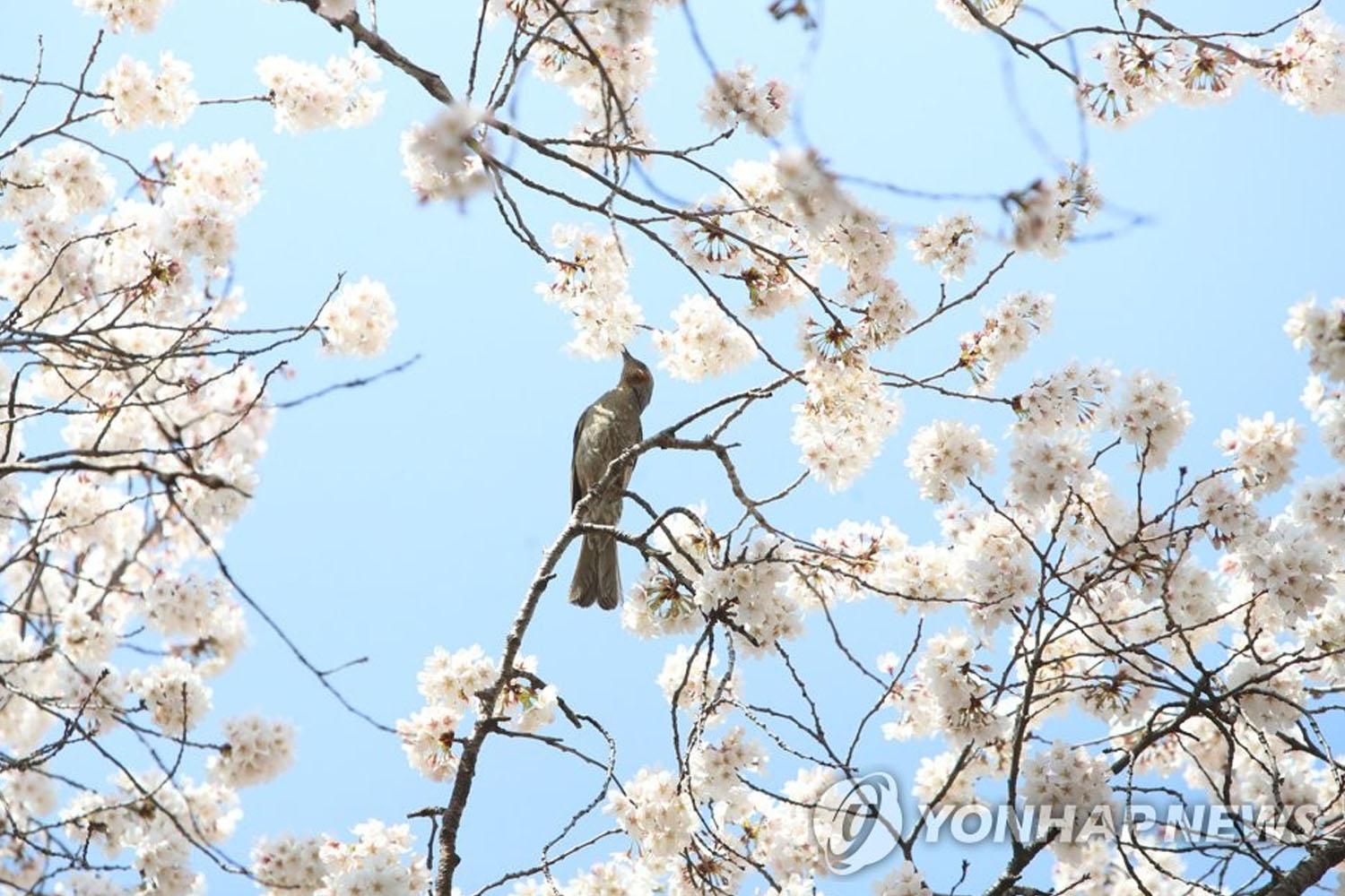 พื้นที่ยออิโด