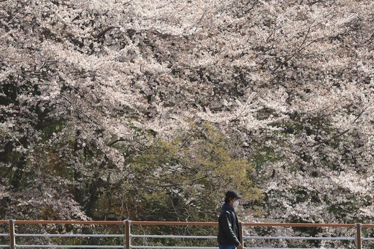 ภาพชายสวมหน้ากากเดินผ่านต้นซากุระบานสวยงามท่ามกลางฤดูใบไม้ผลิที่เกาหลีใต้