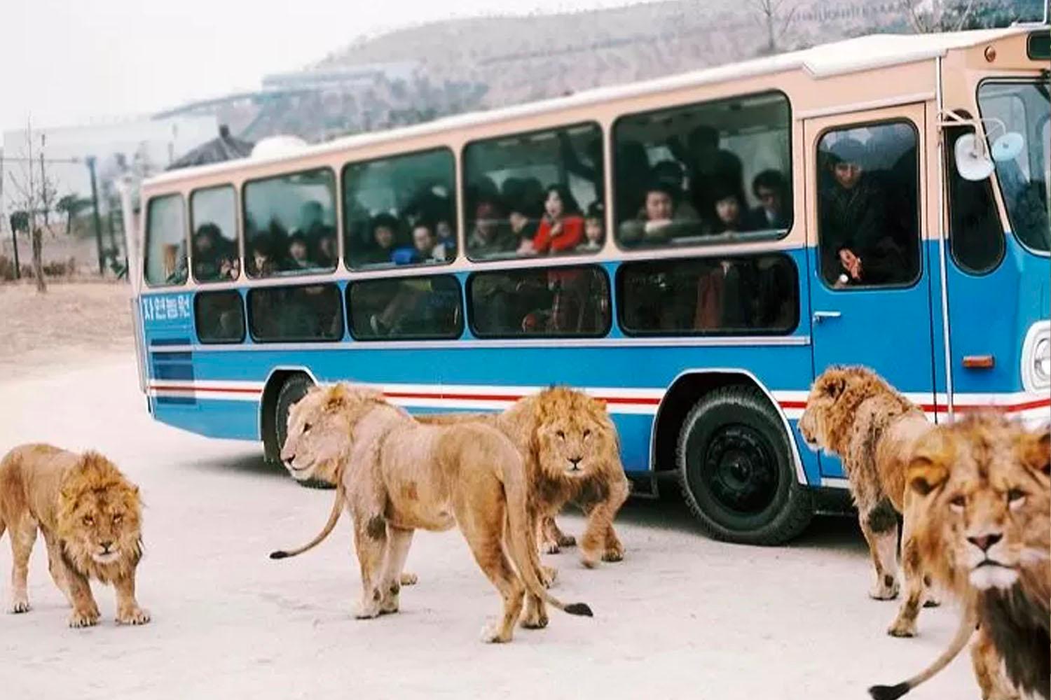 ภาพบรรยากาศภายในสวนสัตว์แห่งเอเวอร์แลนด์ที่มีรถบัสสีฟ้าและฝูงสิงโตล้อมรอบรถบัส