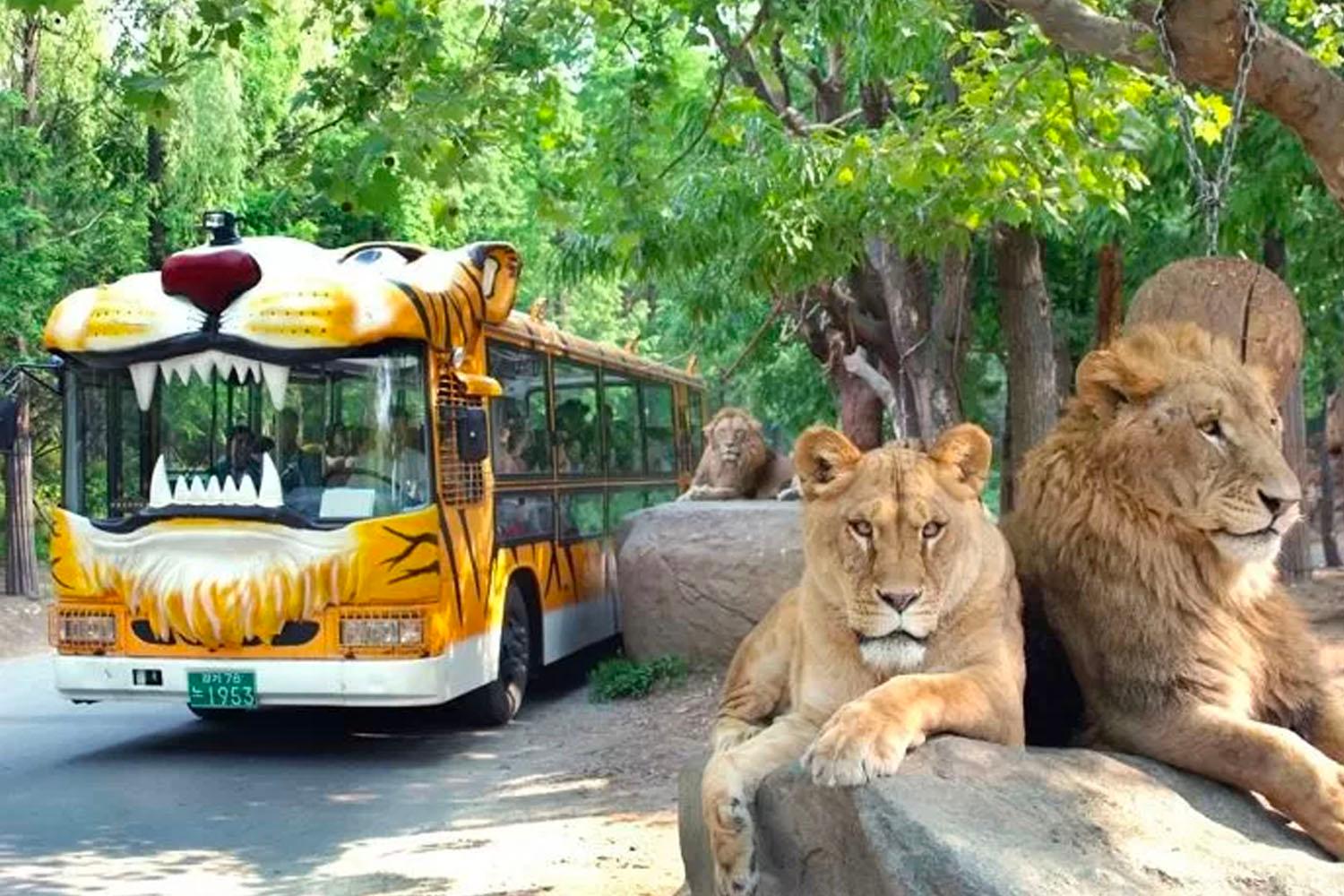 老虎造型的巴士在愛寶樂園野生動物世界內行駛，兩頭獅子放鬆地躺着。