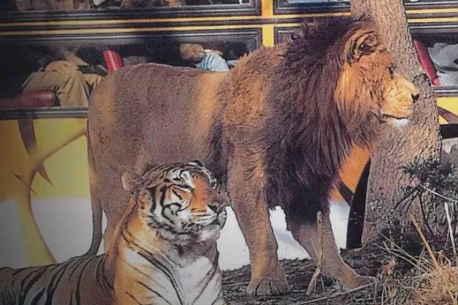 ภาพถ่ายรถบัสท่องเที่ยวในเอเวอร์แลนด์ที่กำลังชมเสือและสิงโตในบริเวณใกล้เคียง