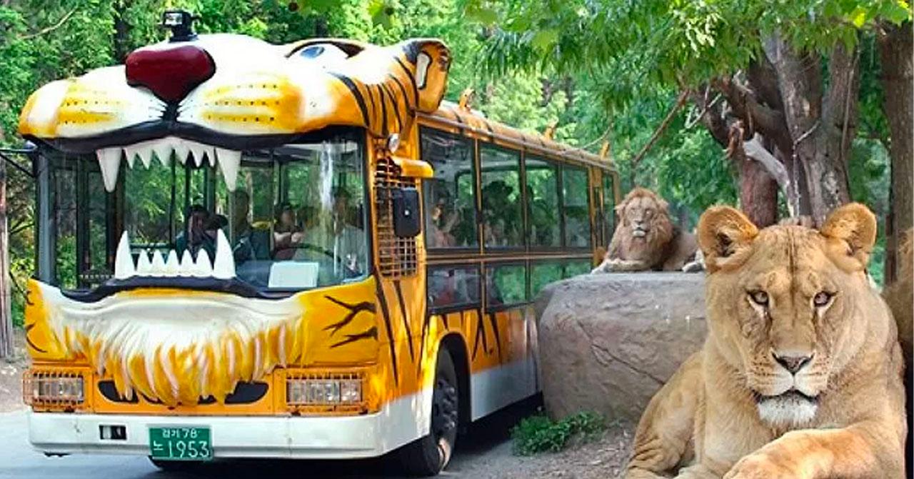 愛寶樂園「野生動物觀光巴士」將成為回憶