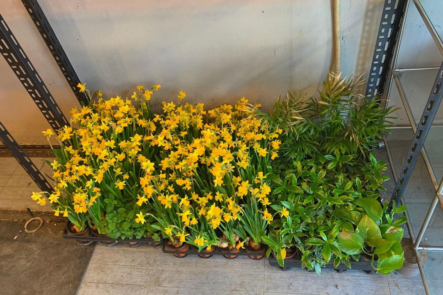 花屋さん、梨泰院、イテウォン駅、ノクサピョン駅、フラワー、韓国お花屋さん、プレゼント、韓国旅行、卒業式、インテリア