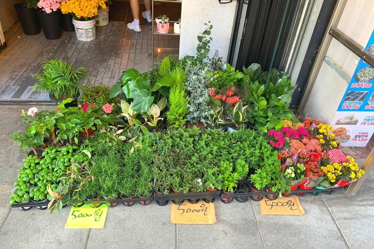 花屋さん、梨泰院、イテウォン駅、ノクサピョン駅、フラワー、韓国お花屋さん、プレゼント、韓国旅行、卒業式、インテリア