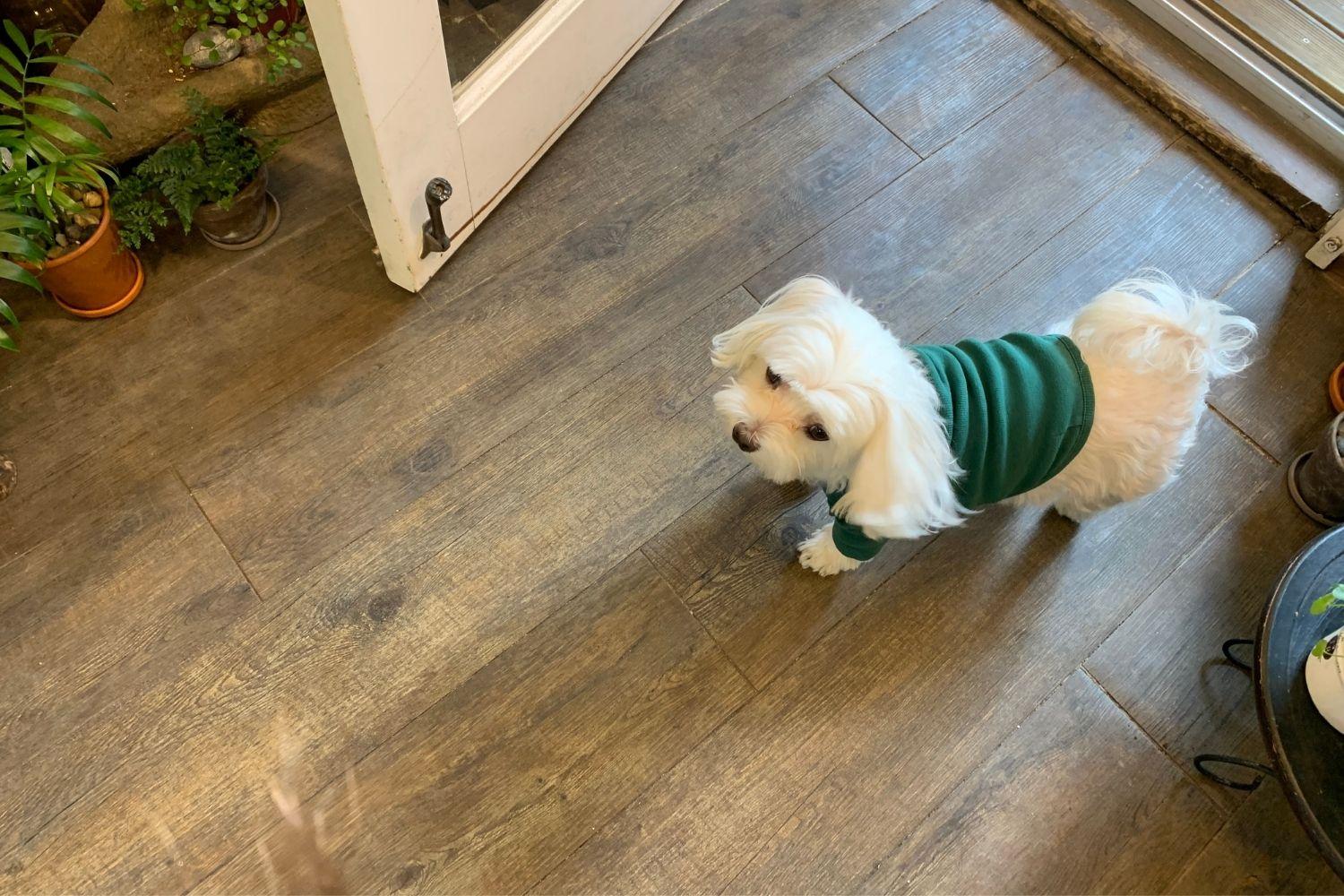 花屋さん、梨泰院、イテウォン駅、ノクサピョン駅、フラワー、韓国お花屋さん、プレゼント、韓国旅行、卒業式、インテリア