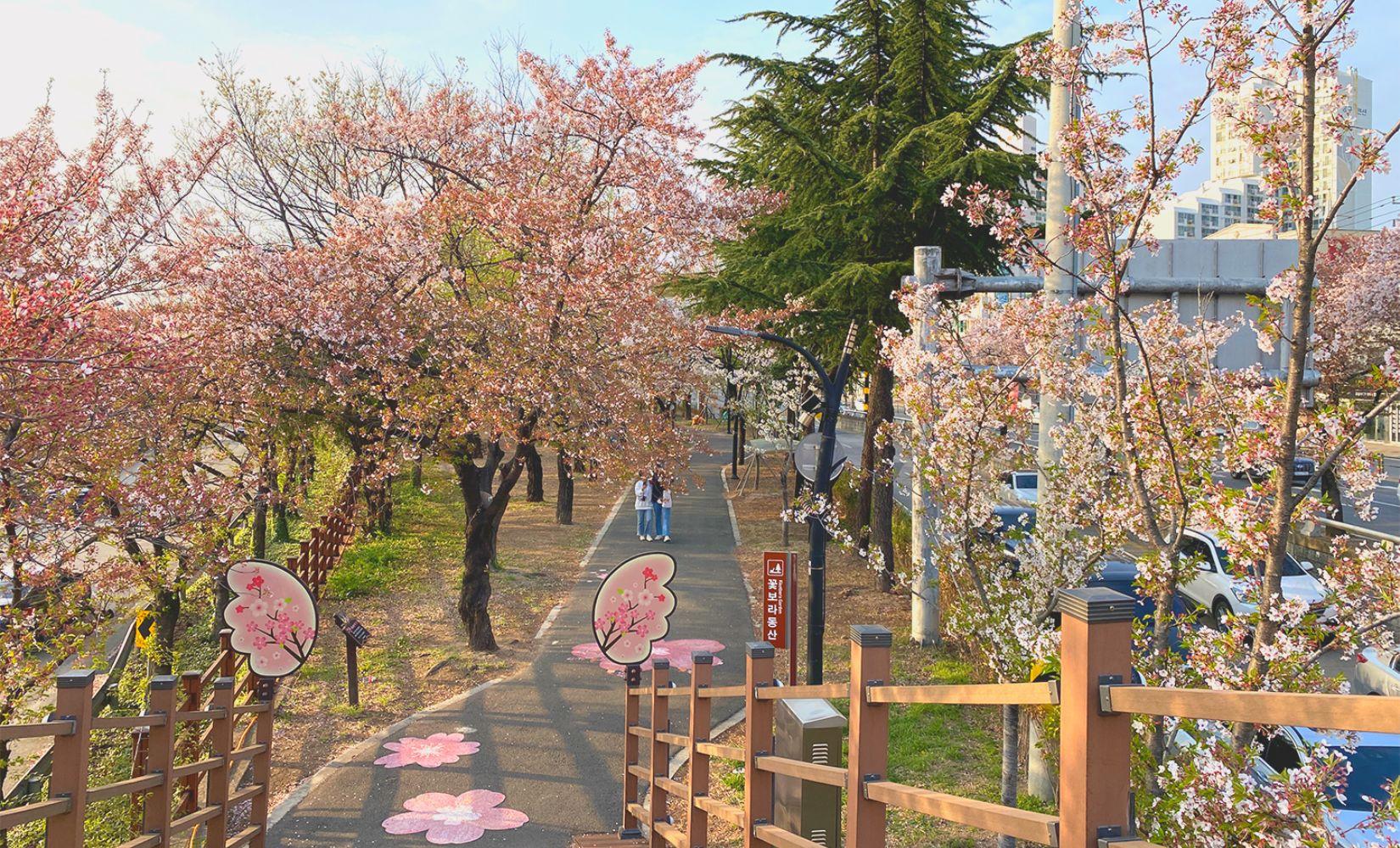 7 địa điểm ngắm hoa anh đào đẹp nhất ở Daegu, Hàn Quốc