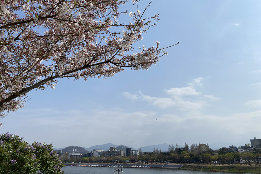 桜、韓国桜、韓国桜の名所、韓国桜スポット、大邱、テグ、大邱桜、テグ桜