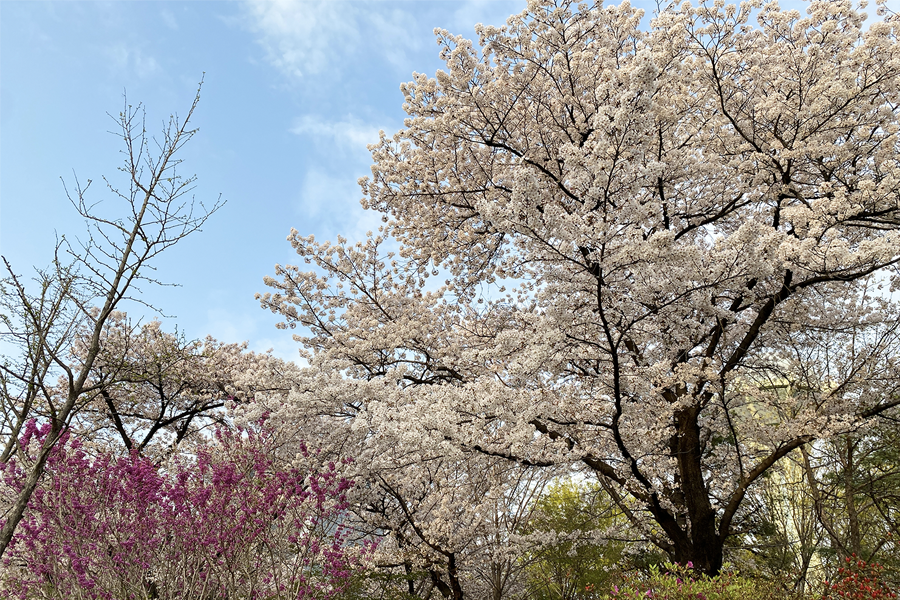 2025 大邱 樱花