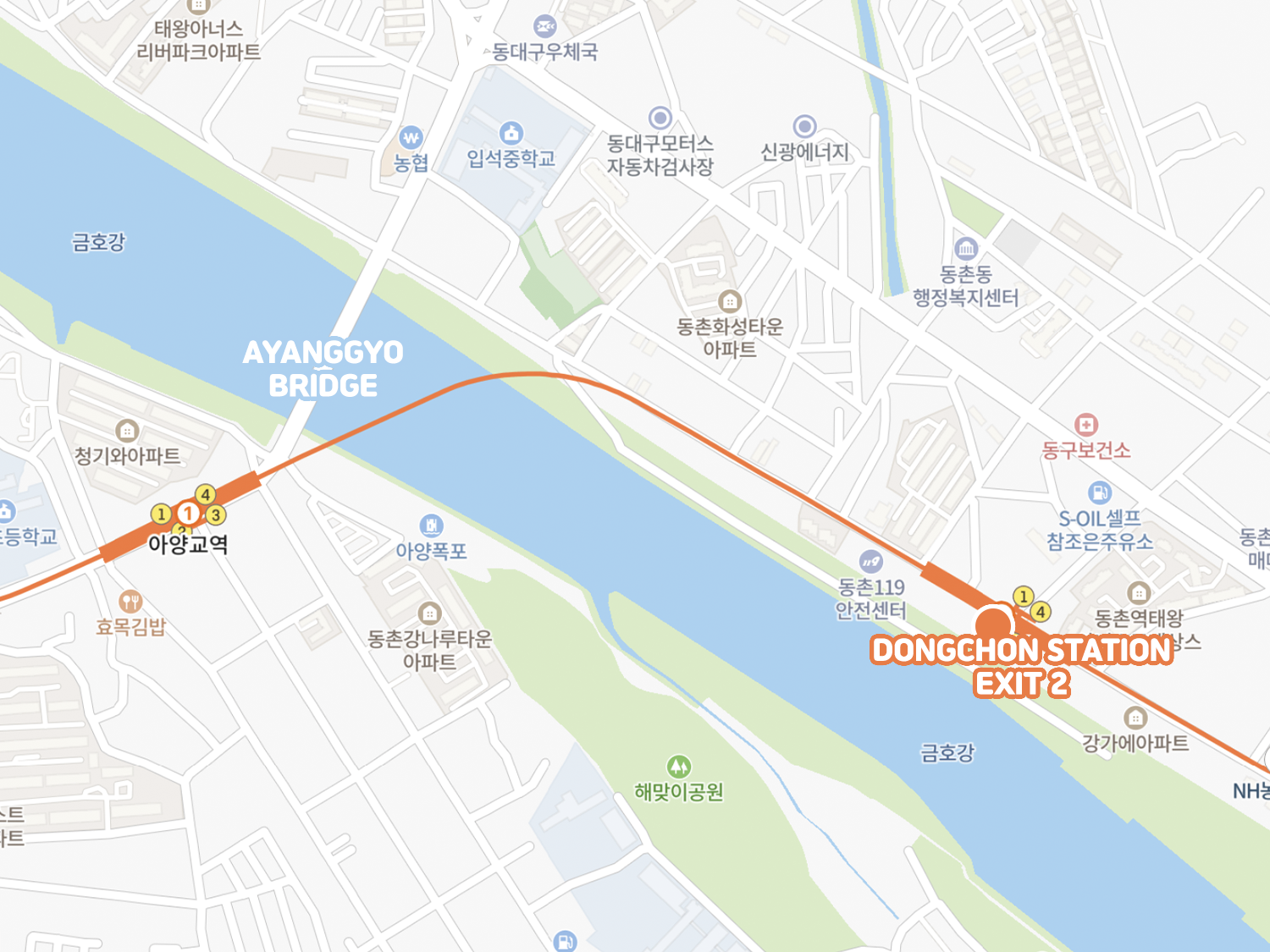 桜、韓国桜、韓国桜の名所、韓国桜スポット、大邱、テグ、大邱桜、テグ桜