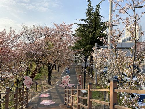 Cherry blossoms in kkotbora dongsan (Flower Garden) in Daegu, Spring 2021