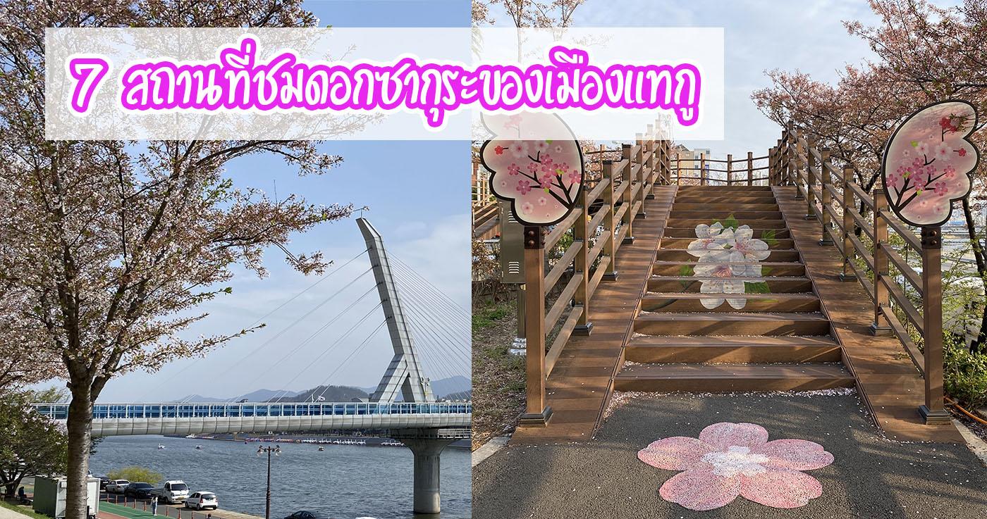 7 สถานที่ชมดอกซากุระของเมืองแทกู
