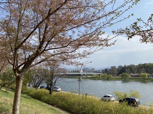 The view of Ayanggyo (Ayang Bridge) with a cherry blossom tree in front