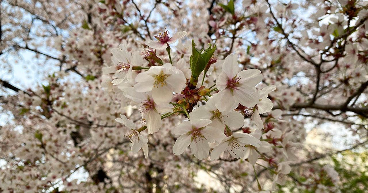 2021 美しかった大邱の桜