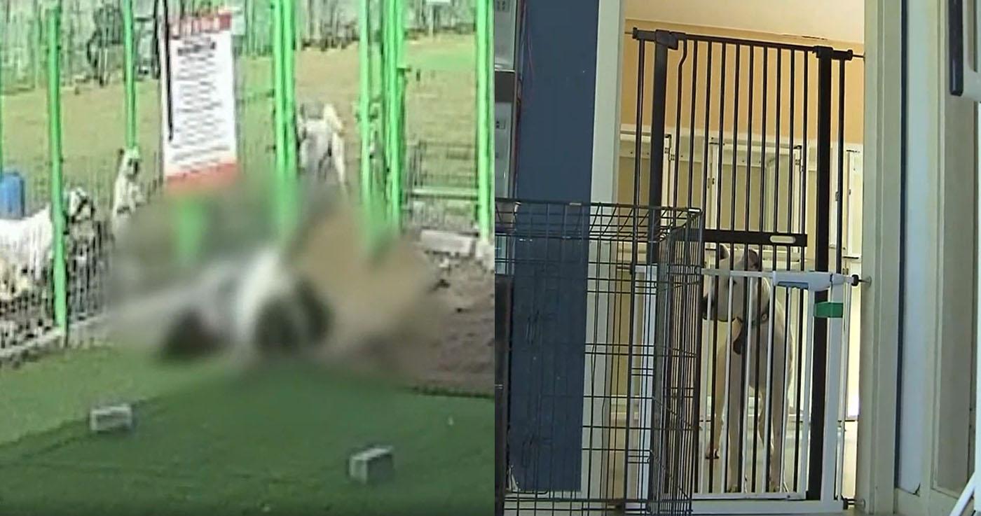 พนักงานพาร์ทไทม์ถูกสุนัขของเจ้าของคาเฟ่กัดบาดเจ็บสาหัส