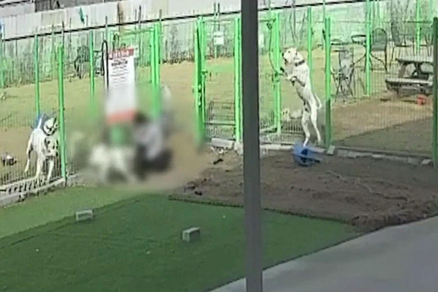 ที่คาเฟ่สัตว์แห่งหนึ่งในจังหวัดคยองกี 