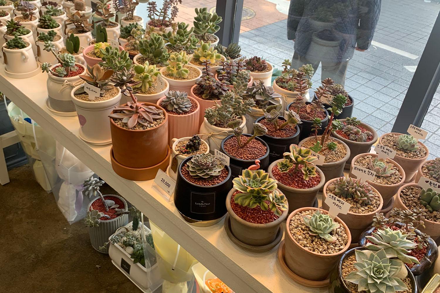 ต้นไม้ร้านดอกไม้ย่านชินชน la.belle.fleur