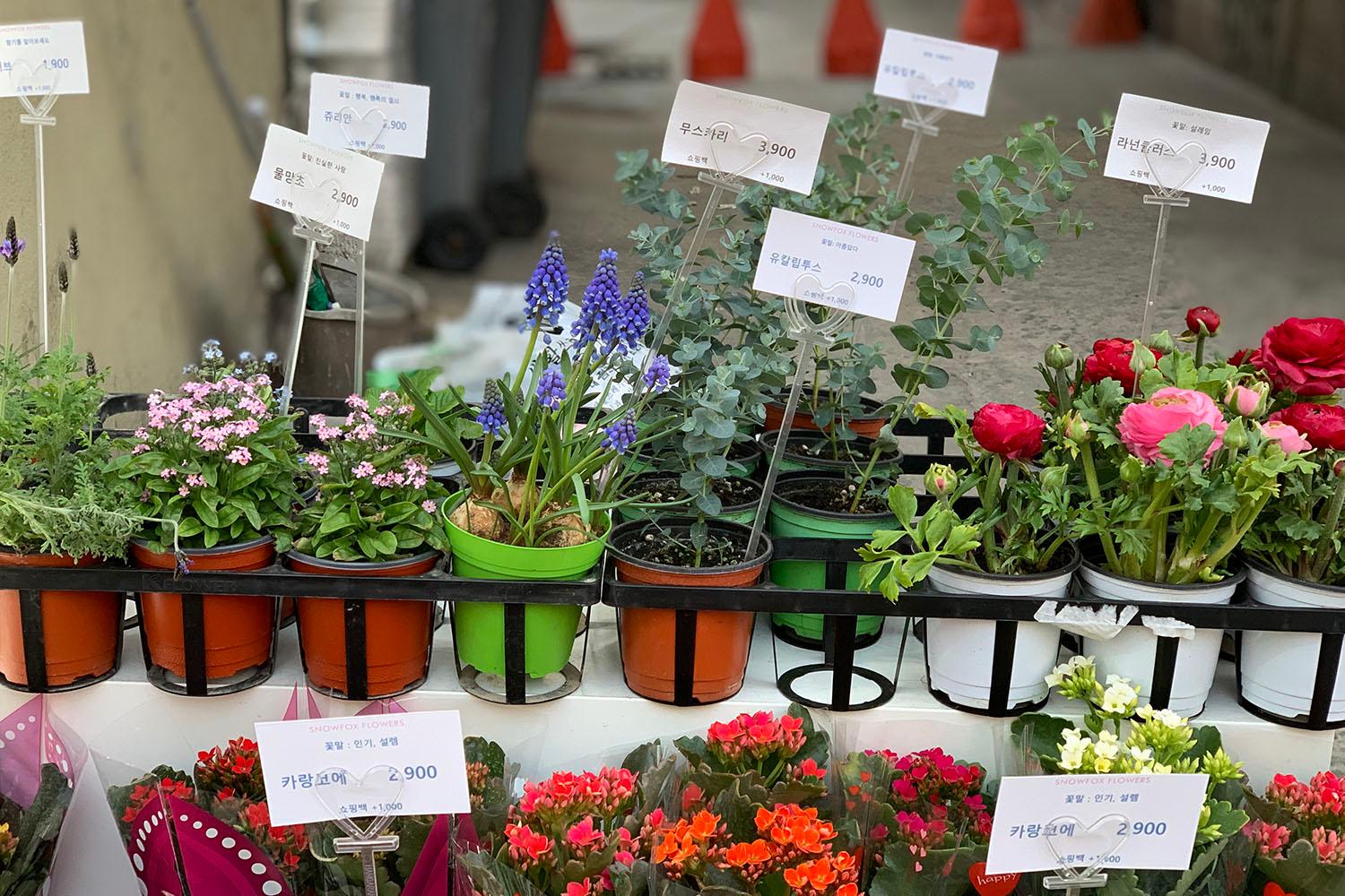 ราคาดอกไม้ร้านดอกไม้ย่านชินชน SNOWFOX FLOWRS